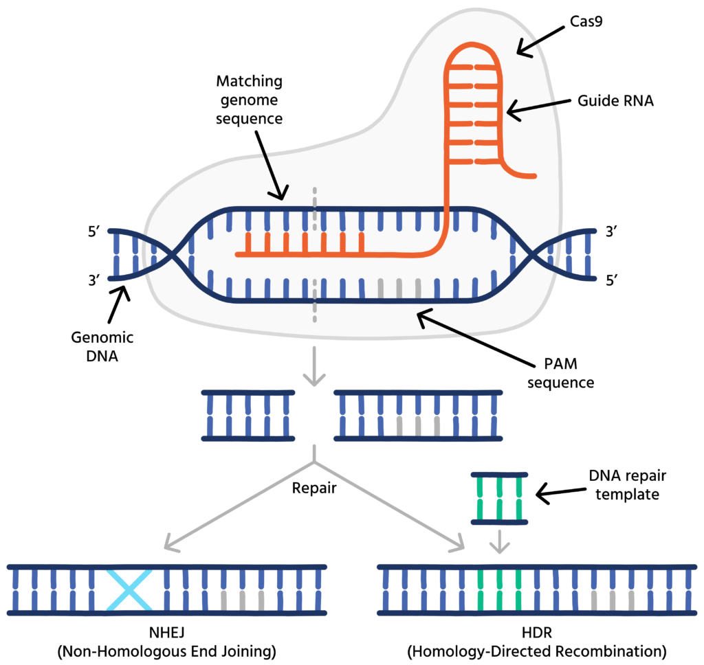 image-1-1024x968 CRISPR Gen Düzenleme Teknolojisinin 10 Sıra Dışı Kullanımı Evrim Genetik Biyoloji 