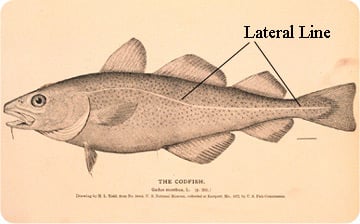 balik-zekasi Yunus, Hamsi, Japon Balığı Zeka Karşılaştırması, Sucul Omurgalılarda Bilişsel Evrim ve Hafıza Mimarisi Evrim Genetik Biyoloji 