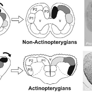 image-5 Yunus, Hamsi, Japon Balığı Zeka Karşılaştırması, Sucul Omurgalılarda Bilişsel Evrim ve Hafıza Mimarisi Evrim Genetik Biyoloji 
